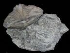 Platystrophia Brachiopod Fossil From Kentucky #35126-1